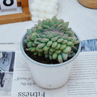 5''Eecheveria Brave Crested, Rare Live Succulent Plants