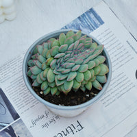 5''Eecheveria Brave Crested, Rare Live Succulent Plants