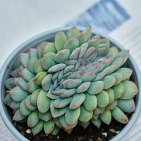5''Eecheveria Brave Crested, Rare Live Succulent Plants