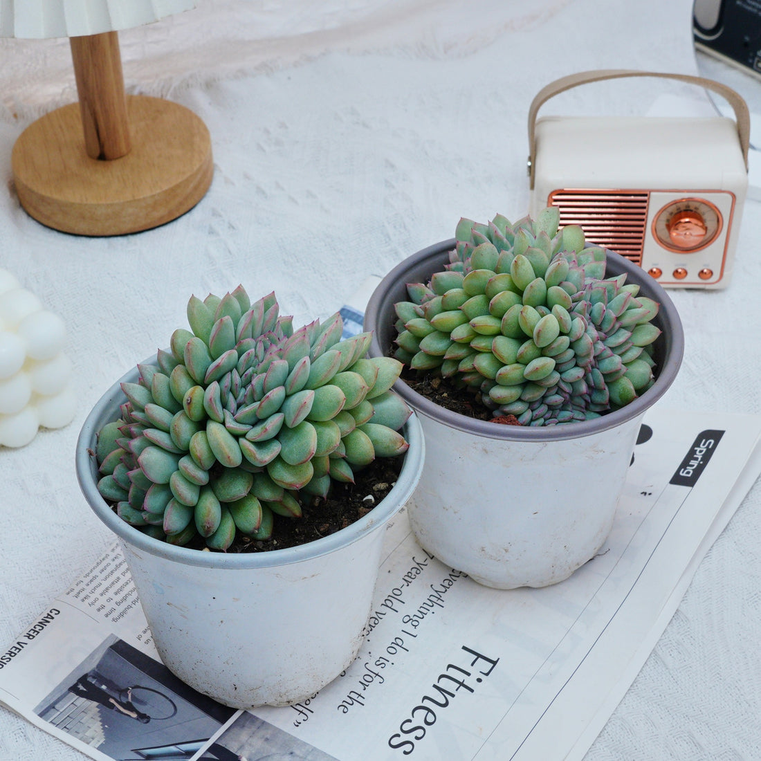 5''Eecheveria Brave Crested, Rare Live Succulent Plants