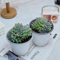 5''Eecheveria Brave Crested, Rare Live Succulent Plants