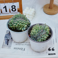 5''Eecheveria Brave Crested, Rare Live Succulent Plants