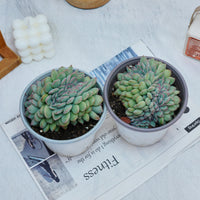 5''Eecheveria Brave Crested, Rare Live Succulent Plants