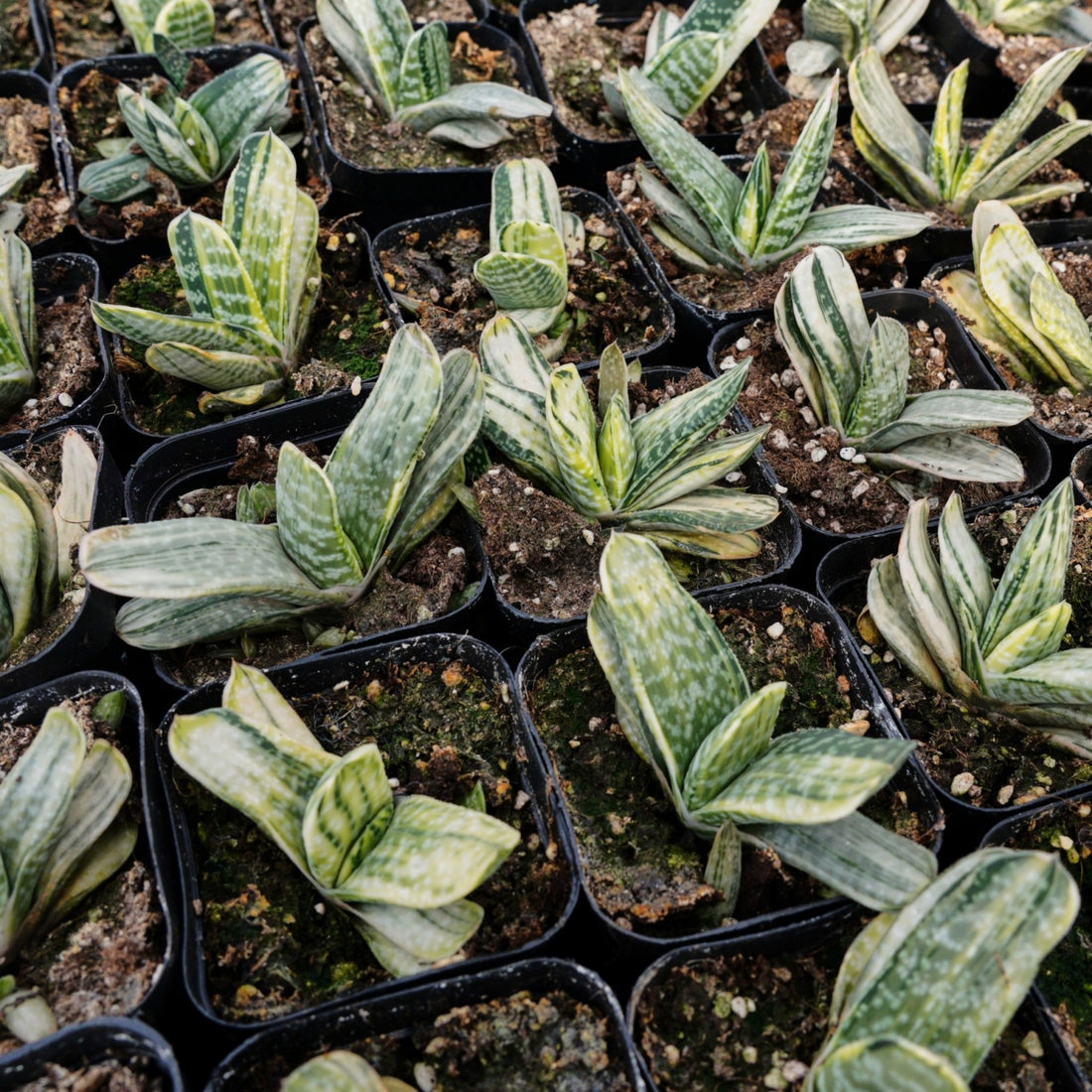 3'' Gasteria Gracilis, Rare Live Succulent Plants