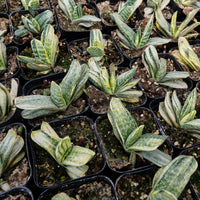 3'' Gasteria Gracilis, Rare Live Succulent Plants