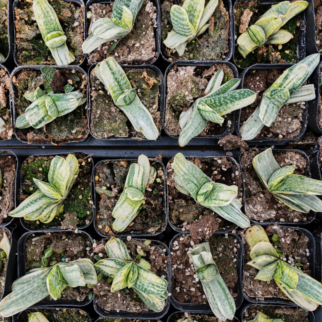 3'' Gasteria Gracilis, Rare Live Succulent Plants