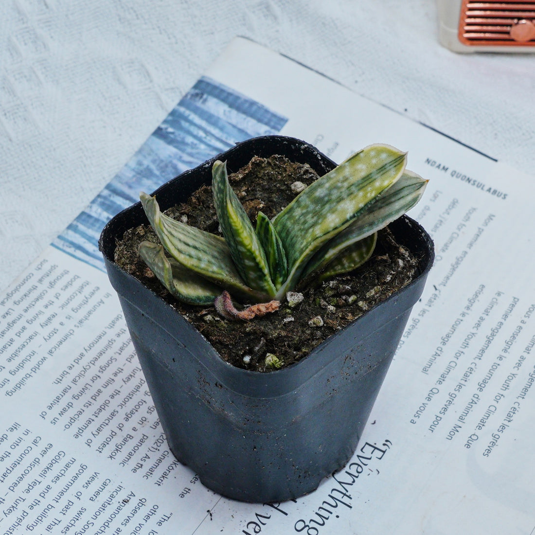 3'' Gasteria Gracilis, Rare Live Succulent Plants