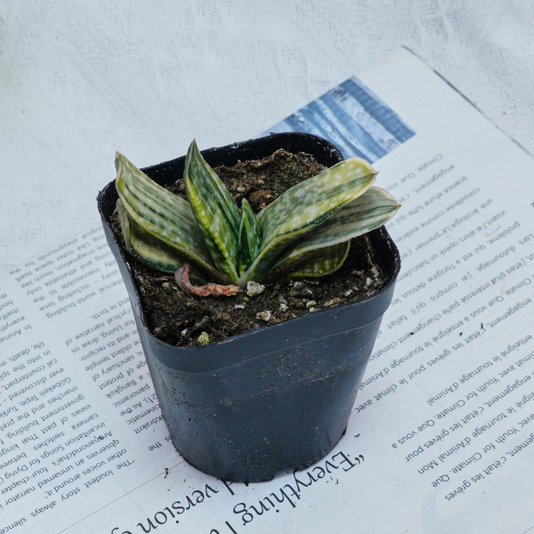 3'' Gasteria Gracilis, Rare Live Succulent Plants