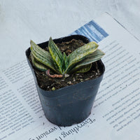 3'' Gasteria Gracilis, Rare Live Succulent Plants