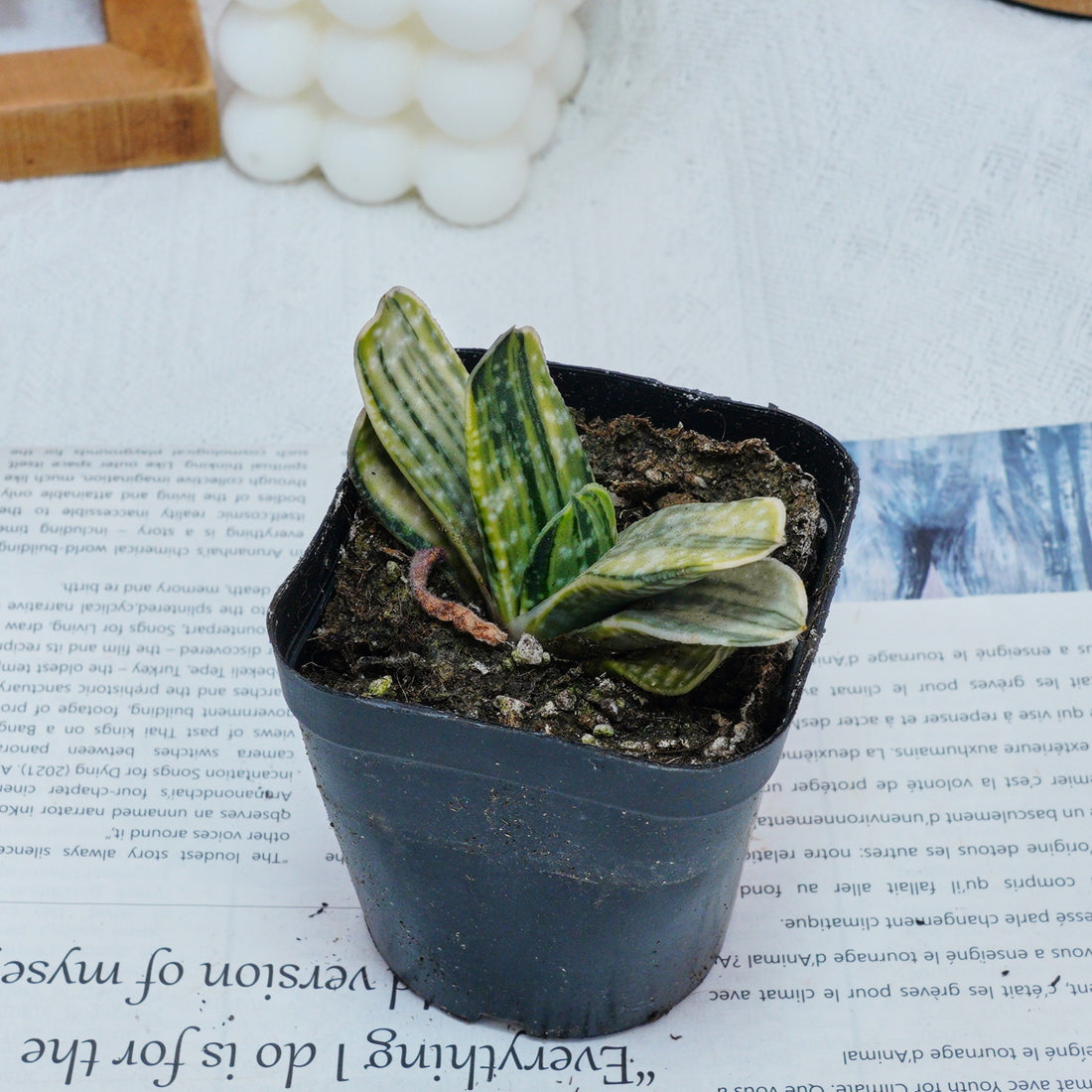 3'' Gasteria Gracilis, Rare Live Succulent Plants