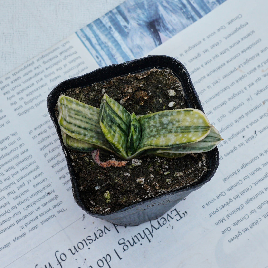 3'' Gasteria Gracilis, Rare Live Succulent Plants
