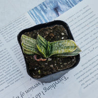 3'' Gasteria Gracilis, Rare Live Succulent Plants