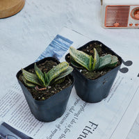 3'' Gasteria Gracilis, Rare Live Succulent Plants