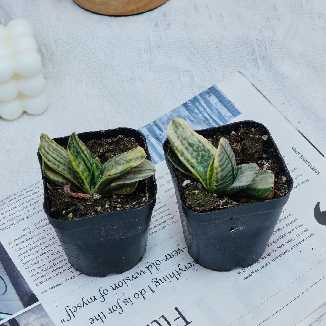 3'' Gasteria Gracilis, Rare Live Succulent Plants