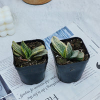 3'' Gasteria Gracilis, Rare Live Succulent Plants