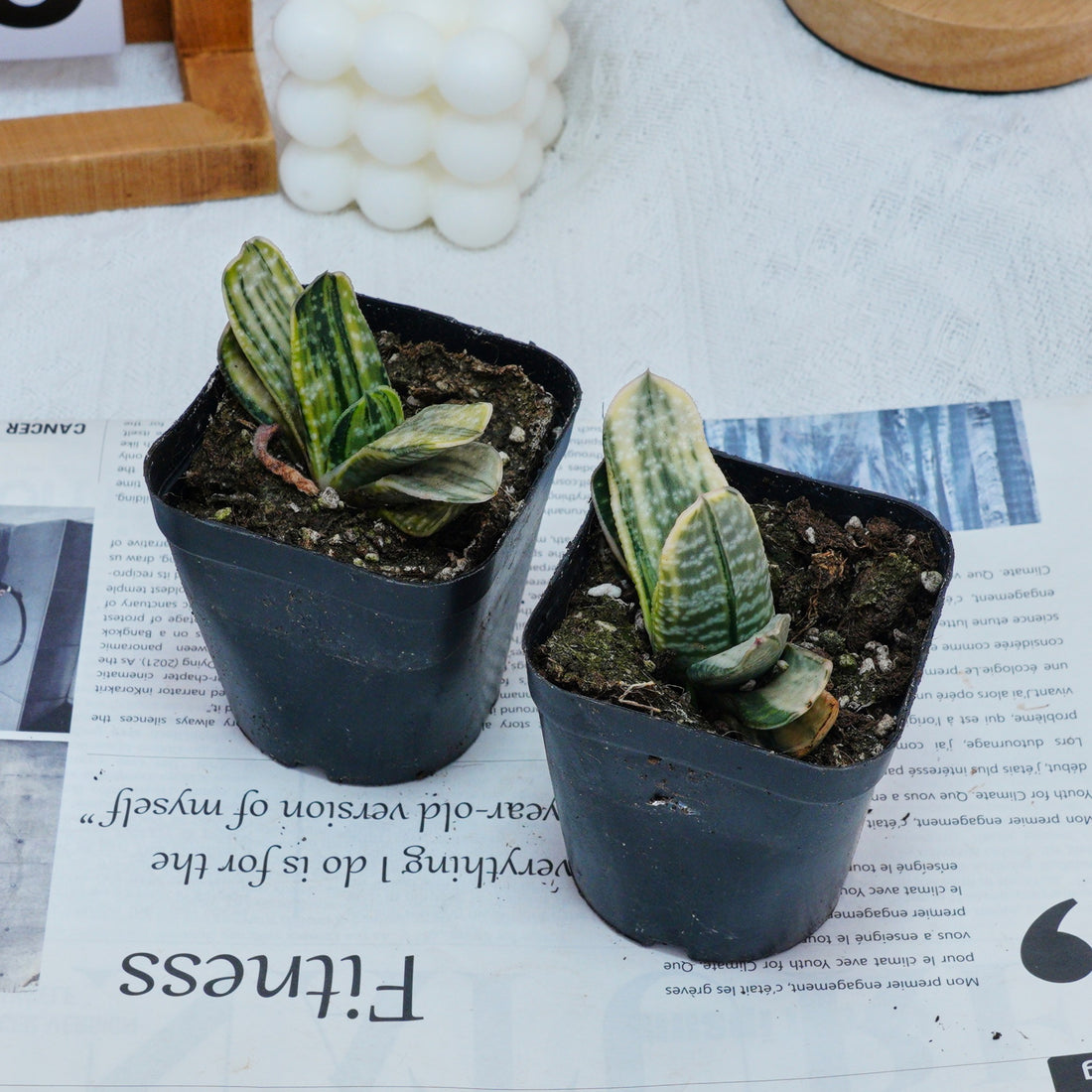 3'' Gasteria Gracilis, Rare Live Succulent Plants