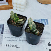 3'' Gasteria Gracilis, Rare Live Succulent Plants