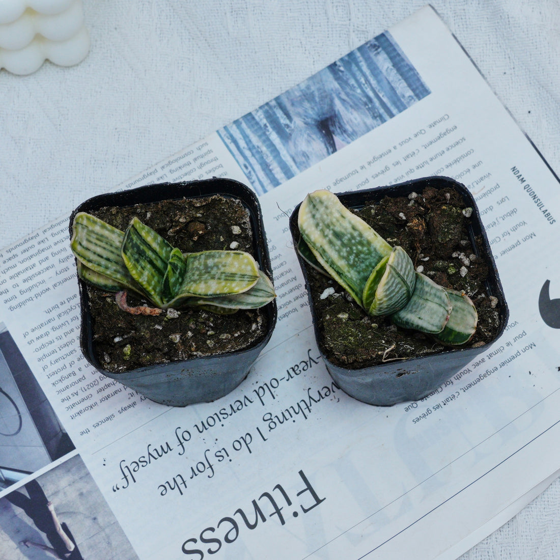 3'' Gasteria Gracilis, Rare Live Succulent Plants