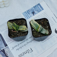 3'' Gasteria Gracilis, Rare Live Succulent Plants
