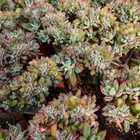 5'' Echeveria Pulvinata Rose Crested, Rare Live Succulent Plants