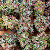 5'' Echeveria Pulvinata Rose Crested, Rare Live Succulent Plants