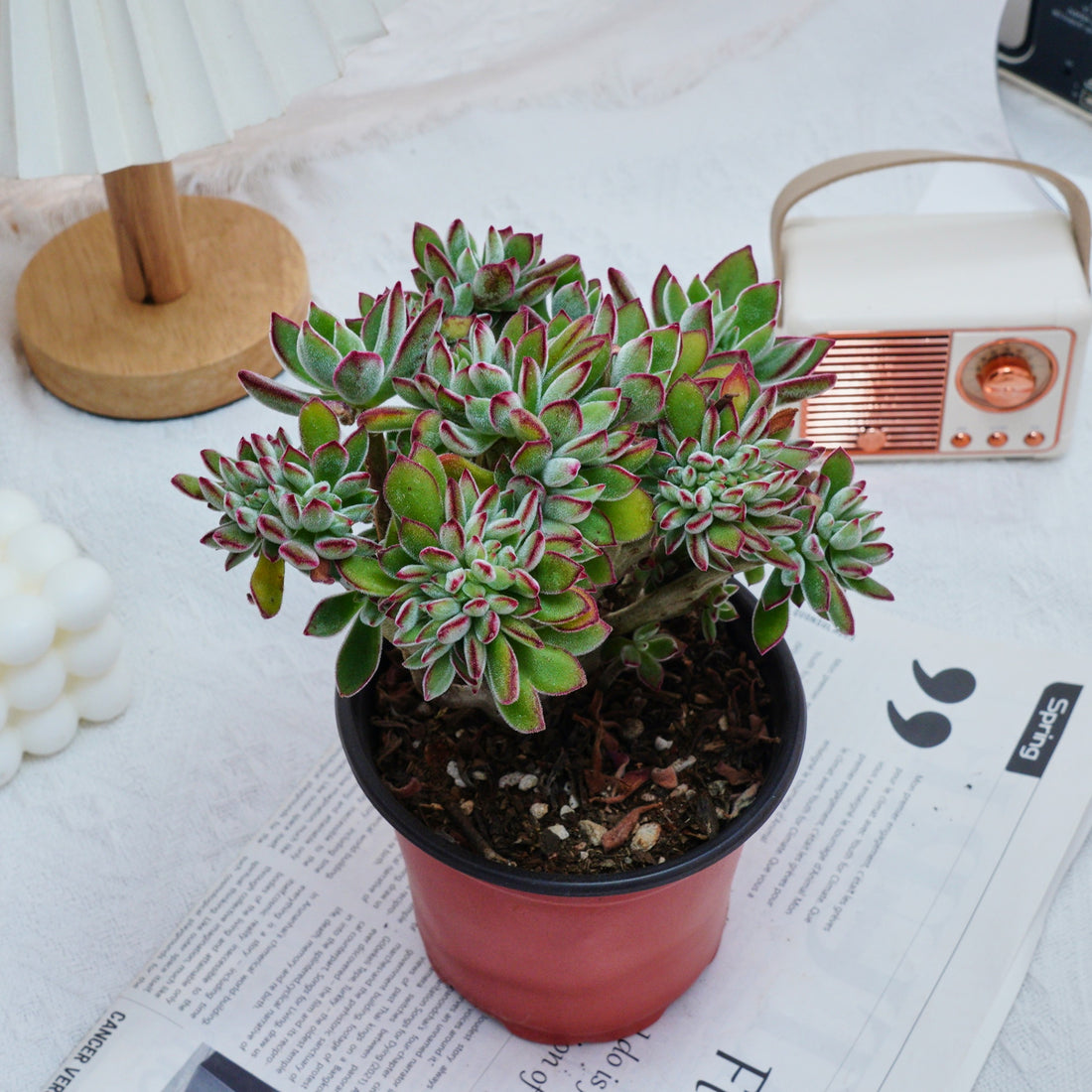 5'' Echeveria Pulvinata Rose Crested, Rare Live Succulent Plants
