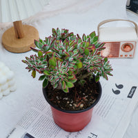 5'' Echeveria Pulvinata Rose Crested, Rare Live Succulent Plants