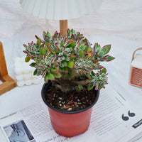 5'' Echeveria Pulvinata Rose Crested, Rare Live Succulent Plants