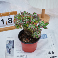 5'' Echeveria Pulvinata Rose Crested, Rare Live Succulent Plants