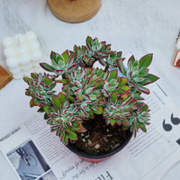5'' Echeveria Pulvinata Rose Crested, Rare Live Succulent Plants