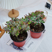 5'' Echeveria Pulvinata Rose Crested, Rare Live Succulent Plants