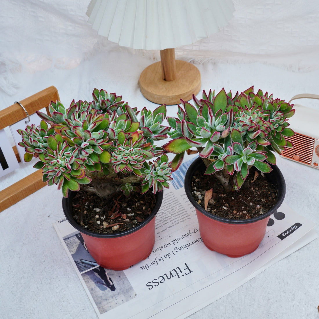 5'' Echeveria Pulvinata Rose Crested, Rare Live Succulent Plants