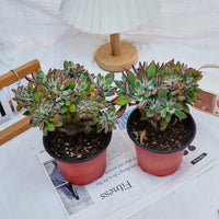 5'' Echeveria Pulvinata Rose Crested, Rare Live Succulent Plants