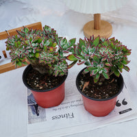 5'' Echeveria Pulvinata Rose Crested, Rare Live Succulent Plants