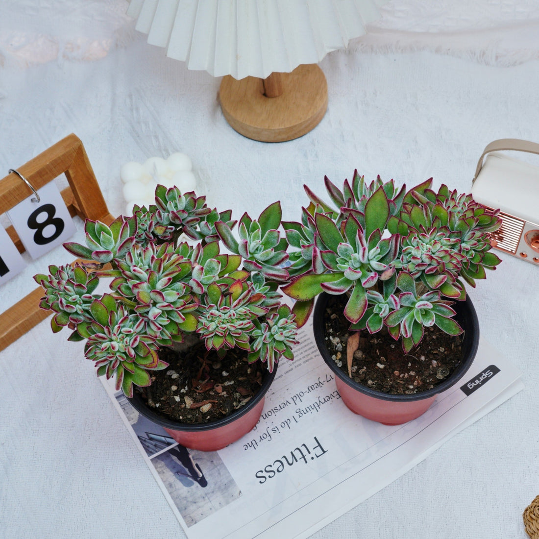 5'' Echeveria Pulvinata Rose Crested, Rare Live Succulent Plants