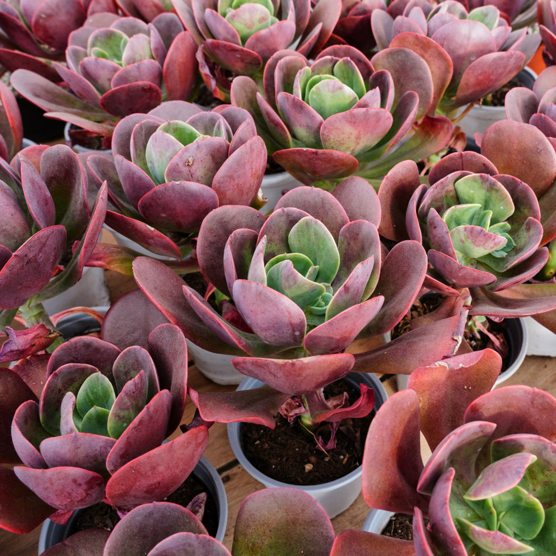 5'' Echeveria Tang Rose, Rare Live Succulent Plants