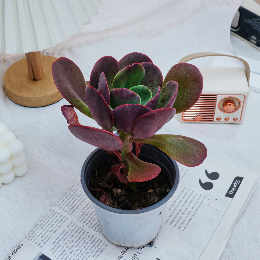 5'' Echeveria Tang Rose, Rare Live Succulent Plants