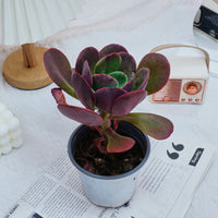 5'' Echeveria Tang Rose, Rare Live Succulent Plants