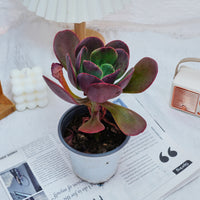5'' Echeveria Tang Rose, Rare Live Succulent Plants