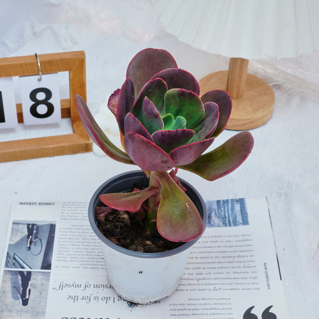 5'' Echeveria Tang Rose, Rare Live Succulent Plants