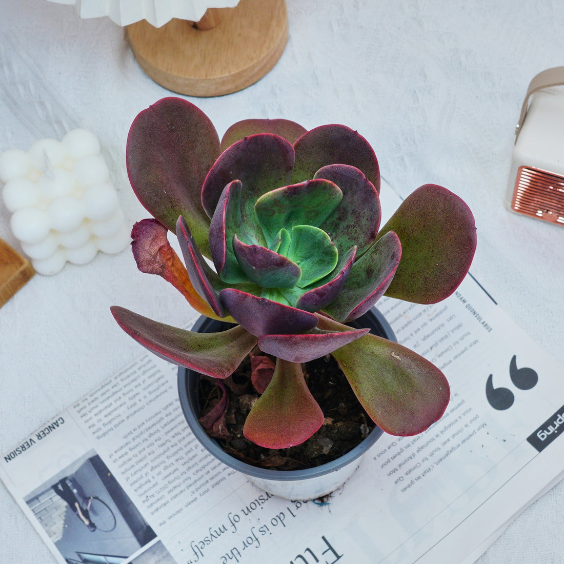 5'' Echeveria Tang Rose, Rare Live Succulent Plants