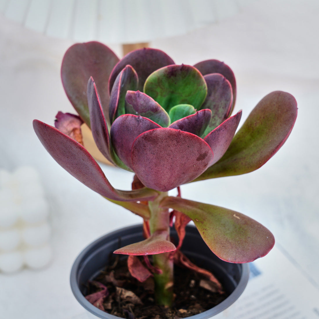 5'' Echeveria Tang Rose, Rare Live Succulent Plants