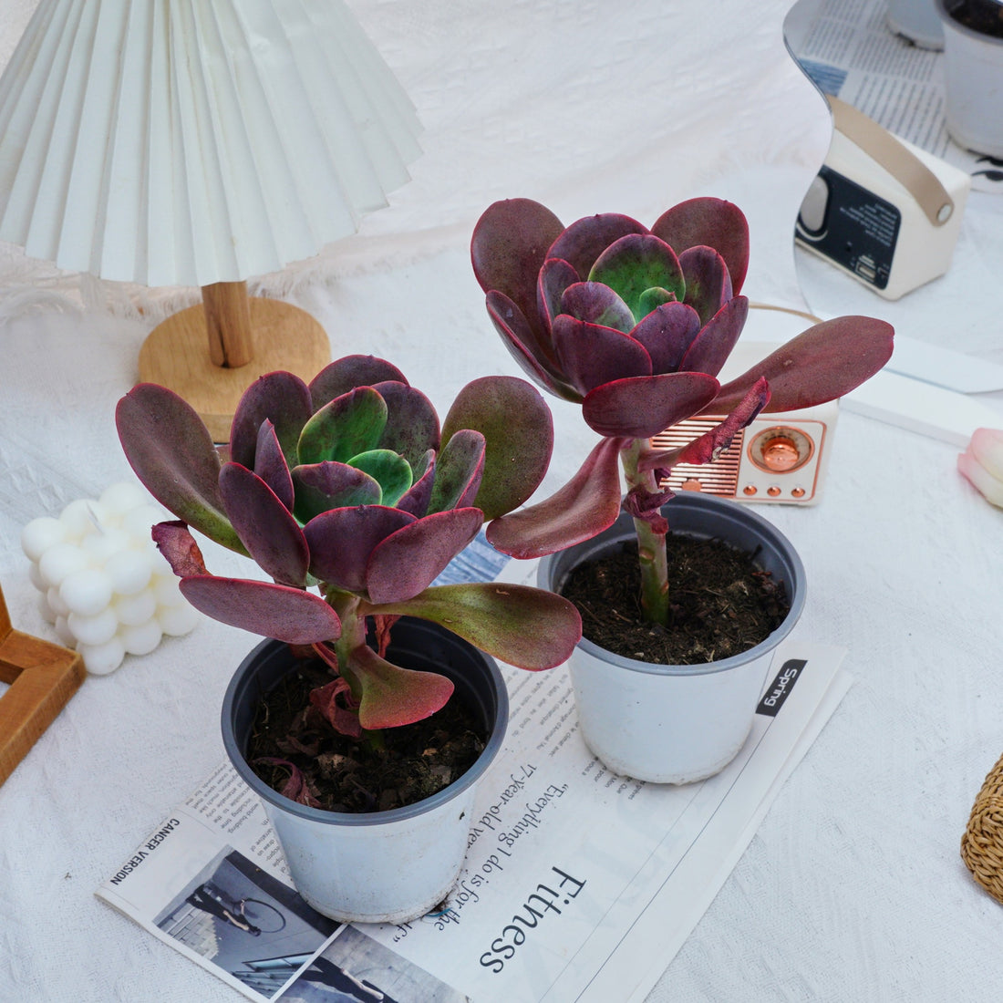 5'' Echeveria Tang Rose, Rare Live Succulent Plants