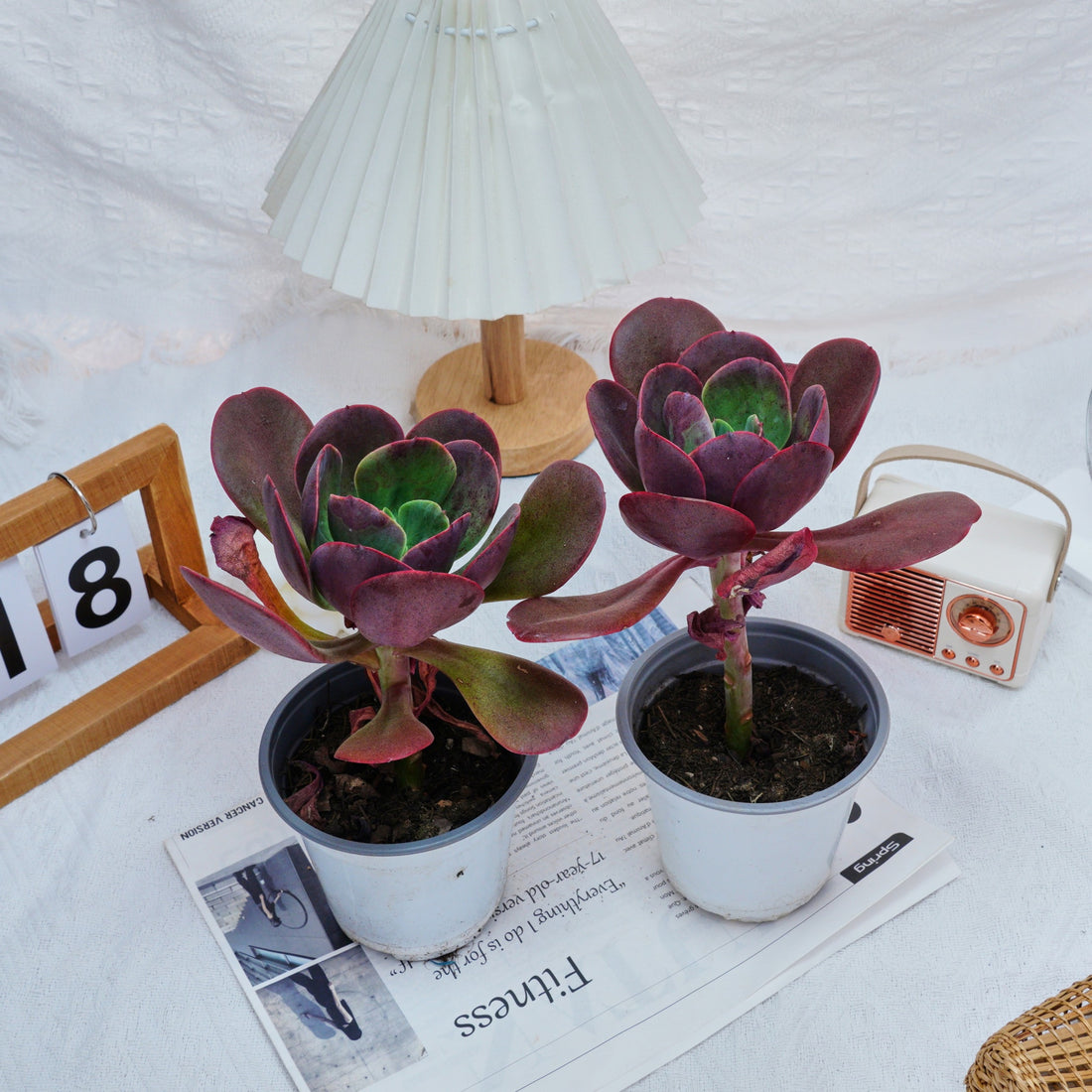 5'' Echeveria Tang Rose, Rare Live Succulent Plants