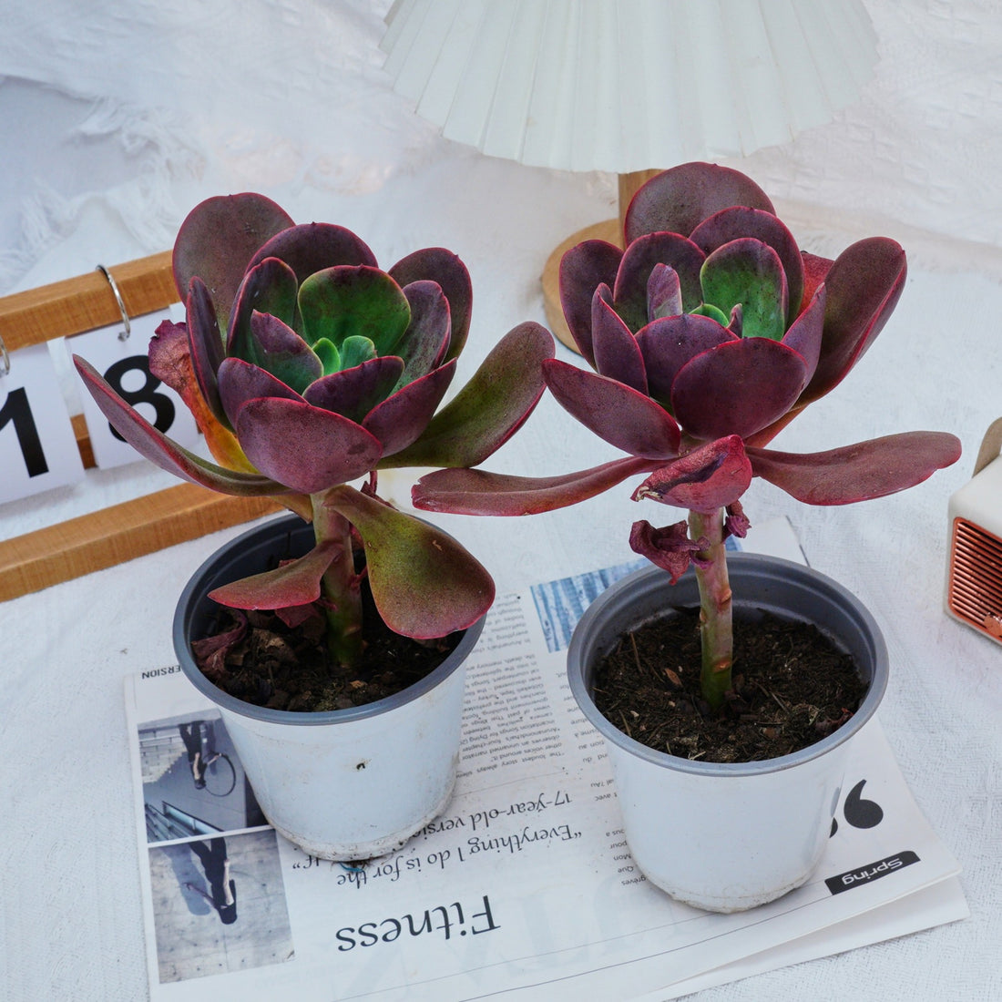 5'' Echeveria Tang Rose, Rare Live Succulent Plants