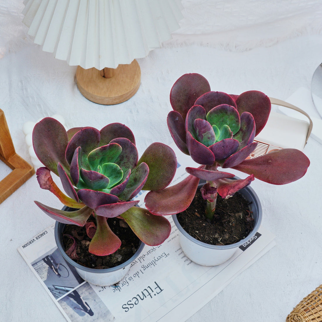 5'' Echeveria Tang Rose, Rare Live Succulent Plants