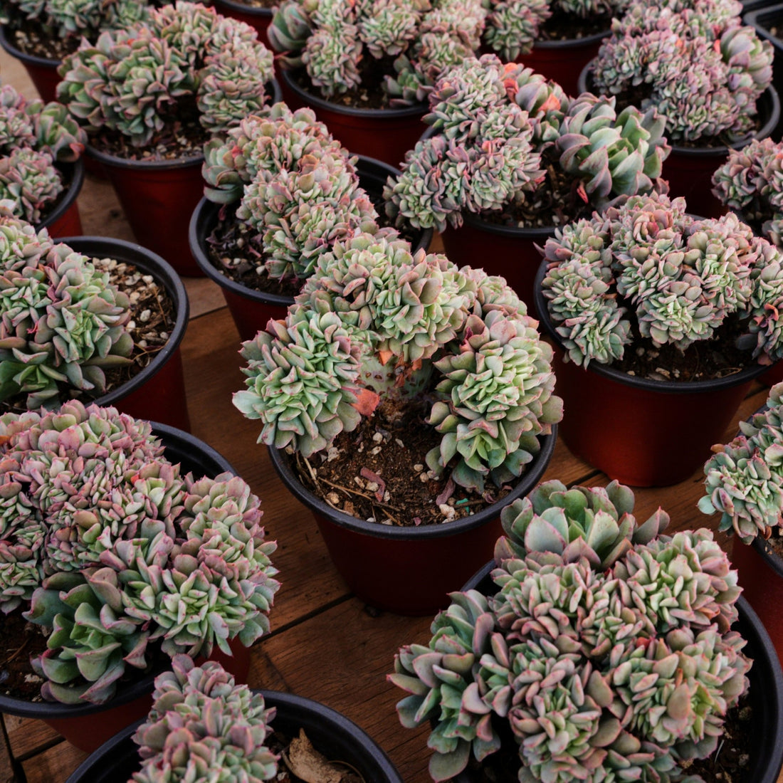 5'' Echeveria Eagle Claw Crested, Rare Live Succulent Plants