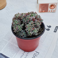 5'' Echeveria Eagle Claw Crested, Rare Live Succulent Plants