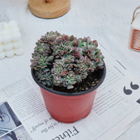 5'' Echeveria Eagle Claw Crested, Rare Live Succulent Plants