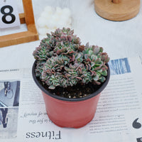 5'' Echeveria Eagle Claw Crested, Rare Live Succulent Plants